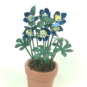 以下が含まれることがあります： 青い花と緑の葉を持つ鉢植えの植物。花は白い中心と黄色のアクセントがあります。鉢はテラコッタ製です。