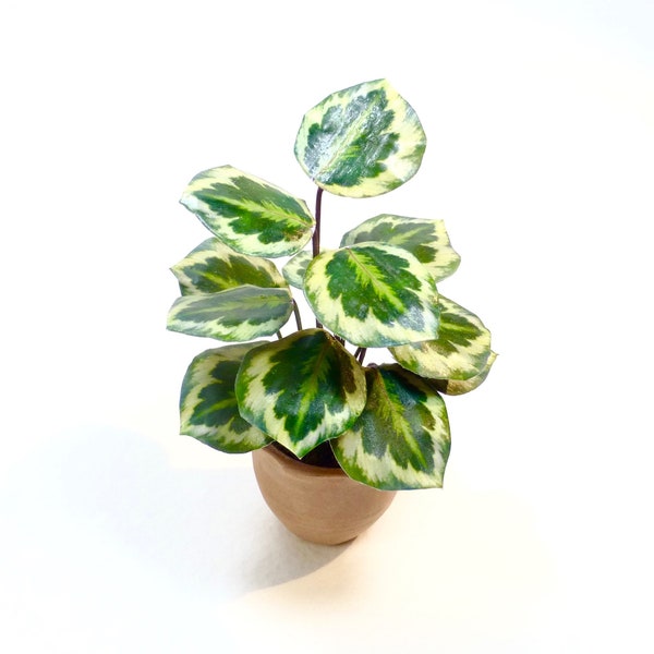 Handmade PLANTS Calathea MEDALLION  2 Sizes handcrafted 12th scale miniature