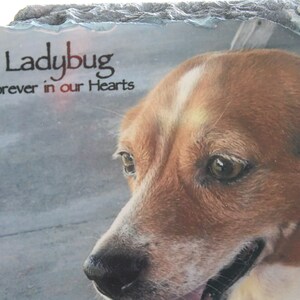 May include: A slate stone memorial with a photo of a brown and white dog. The text "Ladybug Forever in our Hearts" is printed on the stone.
