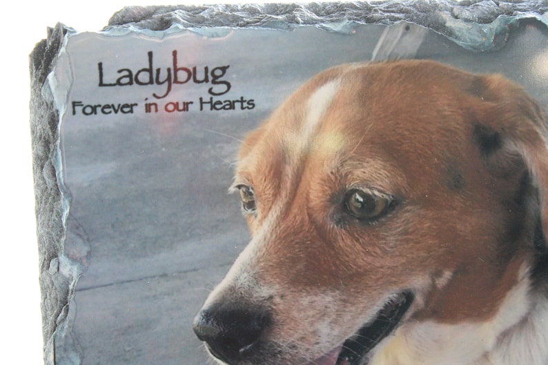 May include: A slate stone memorial with a photo of a brown and white dog. The text "Ladybug Forever in our Hearts" is printed on the stone.
