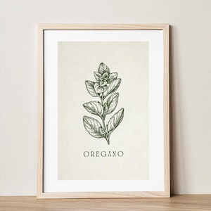 Oregano Botanischer Druck | Handgezeichnete Küchenkräuter, botanische abstrakte Kunst, Kunstdrucke für Küche, große Poster, Kunstdrucke Set