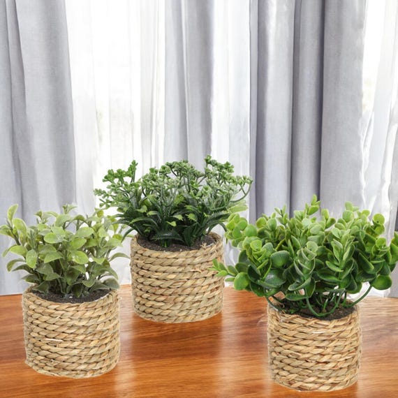 elephant bamboo plant Lucky Bamboo Elephant  JMJ Flowers