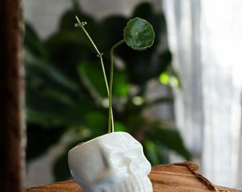 Maceta de calavera de Halloween: maceta gótica de cerámica para suculentas y plantas de interior, decoración espeluznante para el hogar y un regalo único.