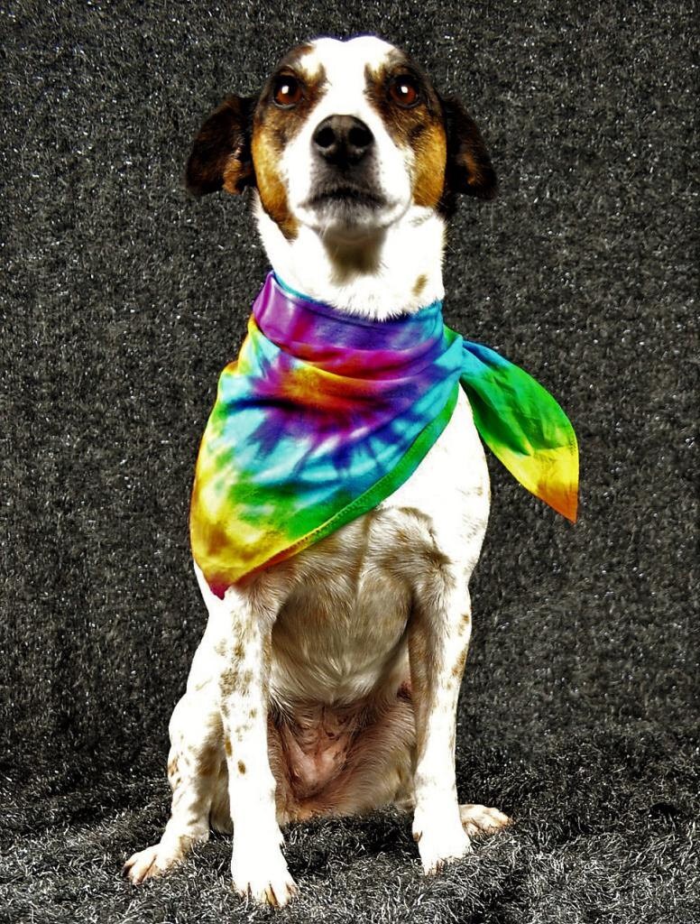 Tie Dye Dog Bandanas Tie Dye Dog Clothing Pet Fashion | Etsy