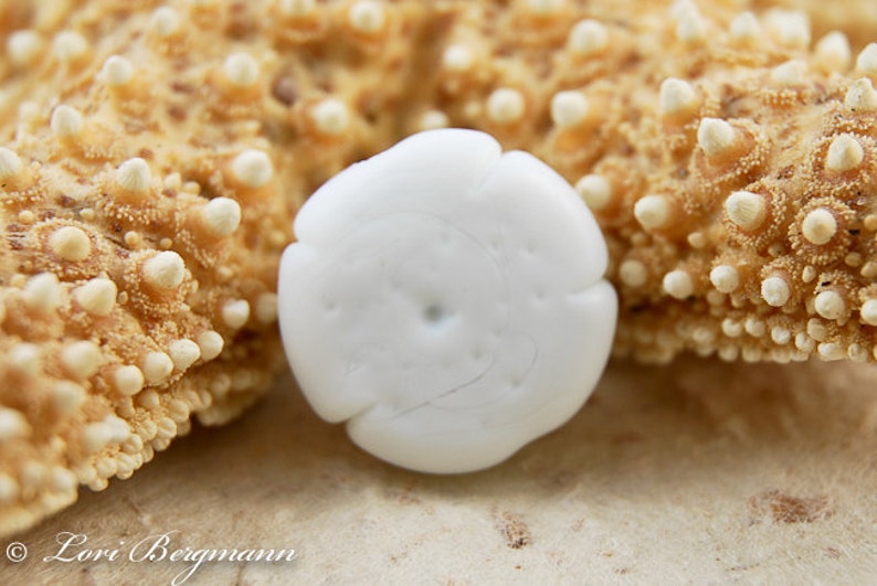 Sand Dollar Handmade Lampwork Bead, SINGLE Soft White Beach Glass, Medium Size image 3