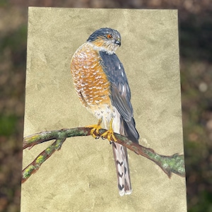 Sharp-shinned Hawk PRINT of my original oil painting, art, bird art print, nature art, home décor, birds of prey, bird note ca