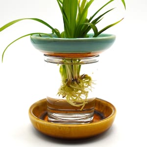 Handmade Ceramic Germination Plate: Avocado Starter Dish with Optional Drip Dish
