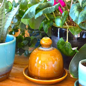 May include: A collection of potted plants, including a snake plant in a turquoise pot, a cyclamen in a black pot, and a succulent in a light blue pot. A yellow ceramic butter dish with a lid sits in the foreground.