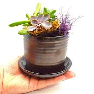 Peut inclure: Un petit jardin de succulentes dans un pot en céramique noire avec une soucoupe assortie. Le pot a un design texturé et côtelé. Le jardin comprend une variété de succulentes, dont une écheveria violette, des succulentes vertes et une plante aérienne violette.