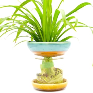 May include: A houseplant in a two-tiered ceramic pot. The pot has a light blue top, orange middle, and yellow base. The plant has long, green leaves. The roots of the plant are visible.