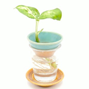 May include: A green plant with white variegation is growing in a blue ceramic pot, which is sitting on top of a clear glass vase with water and roots. The vase is on a brown saucer.