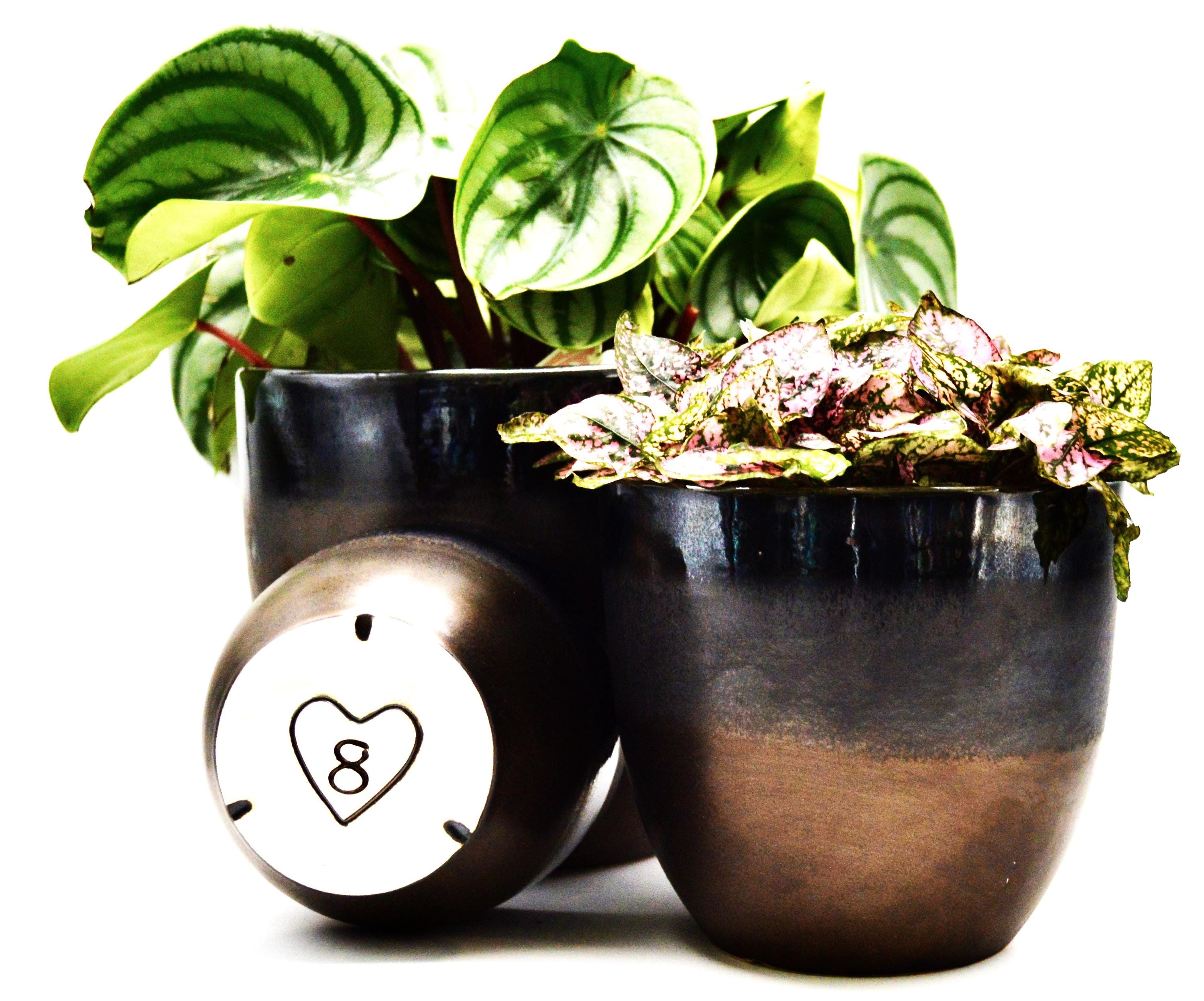 plant fertilizer indoor Instant Plant Food Plant Food