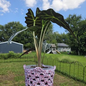 Può includere: Una pianta Alocasia Polly con foglie verde scuro a forma di freccia e venature bianche prominenti, inserita in un vaso di plastica trasparente rivestito da una copertura all'uncinetto fatta a mano, bianca e bordeaux, con trama aperta.