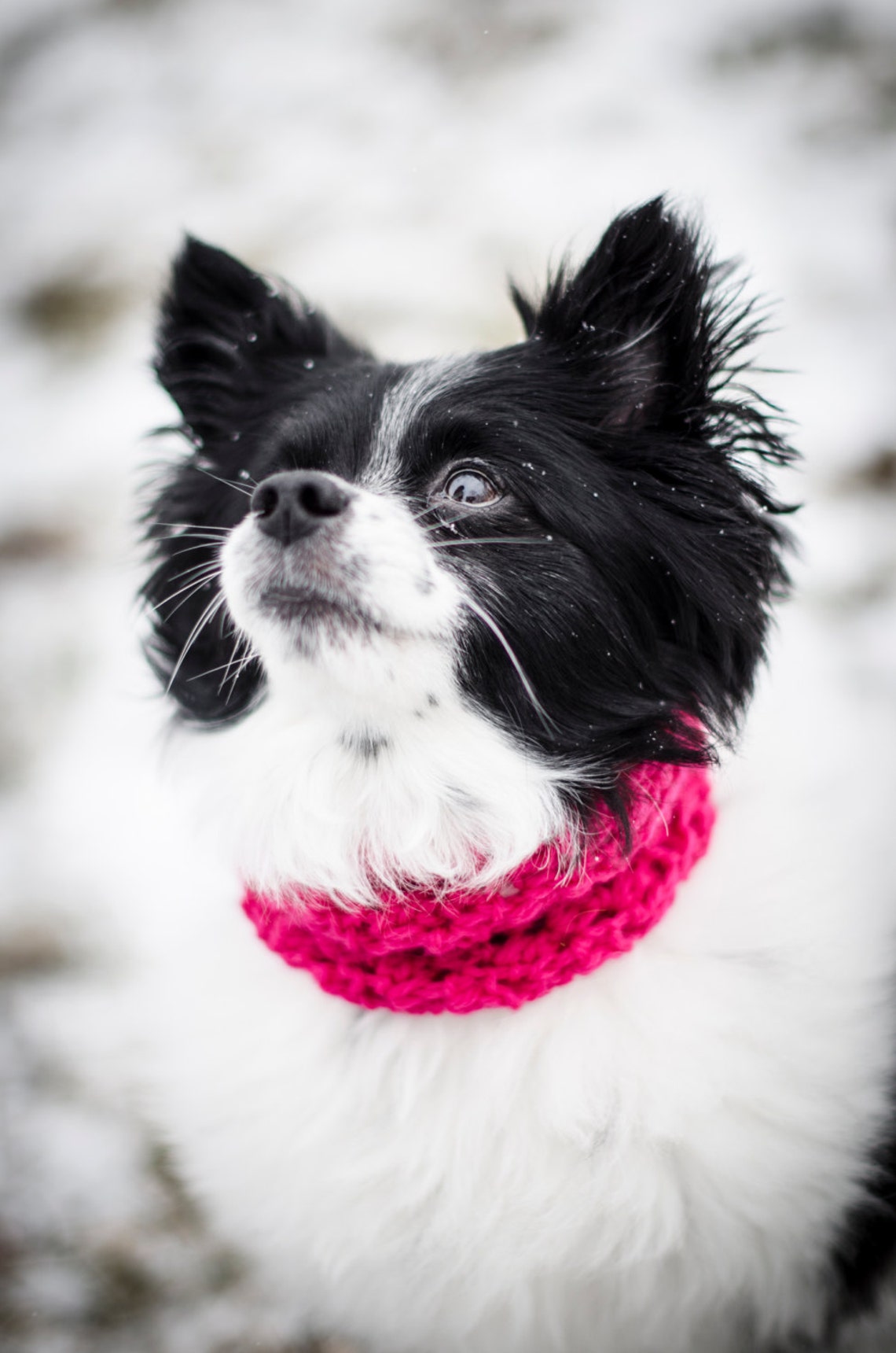 Small Puppy Circle Scarf / Pet Scarf Etsy