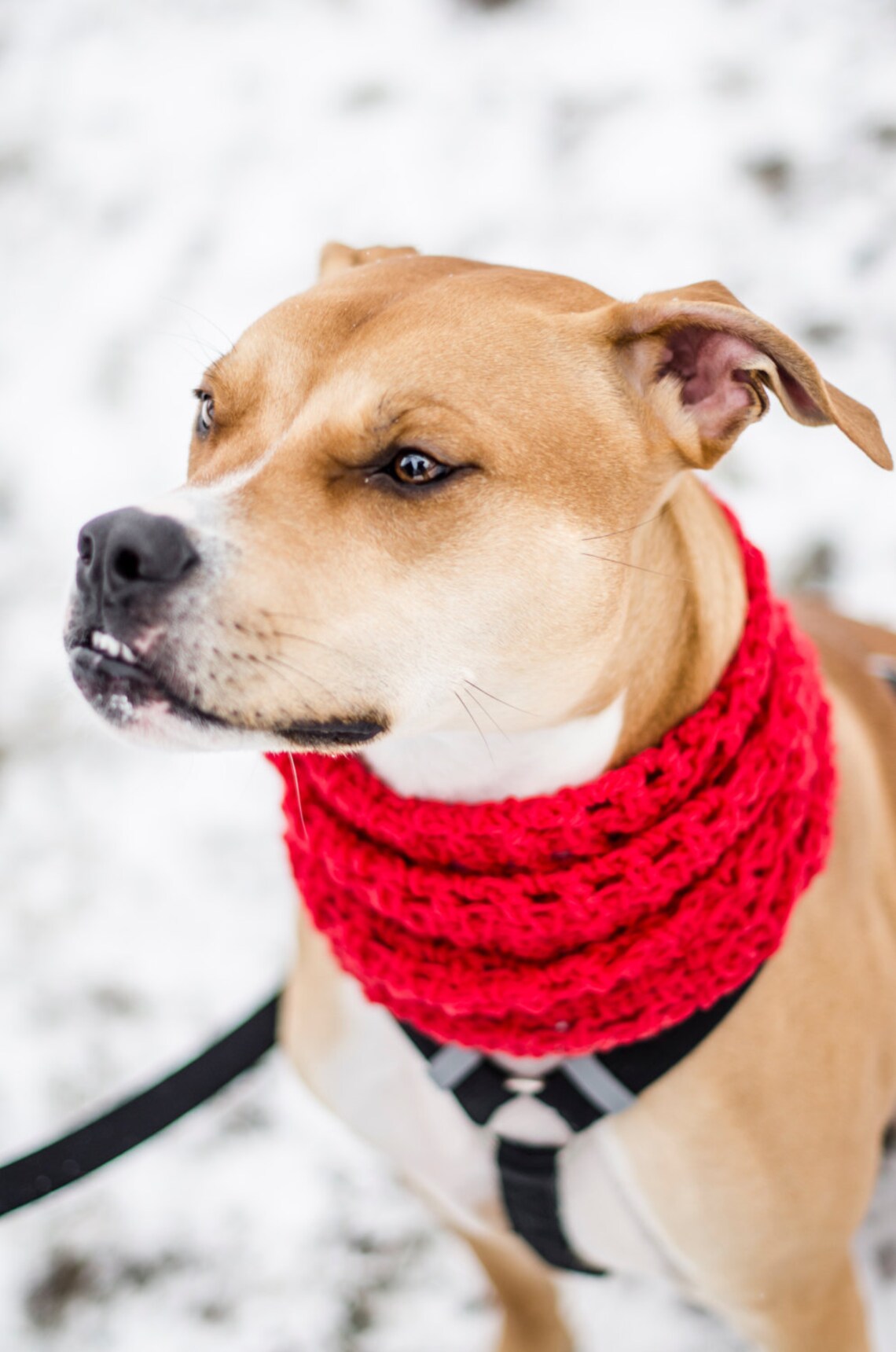 Medium Puppy Circle Scarf / Pet Scarf Etsy