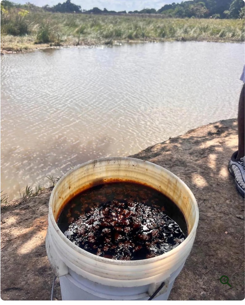 Puede incluir: Un cubo de pl&aacute;stico blanco lleno de una sustancia oscura y viscosa, posiblemente un l&iacute;quido o una pasta espesa. El cubo est&aacute; sobre una superficie de tierra cerca de una masa de agua, con un paisaje natural al fondo.