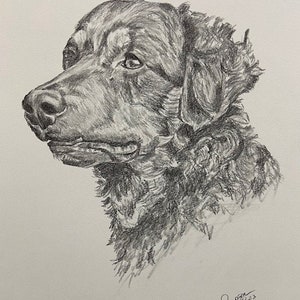 11&quot;x14&quot; graphite/drawing Pet portrait  FREE SHIPPING
