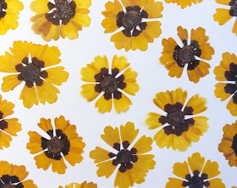 Pressed Coreopsis Flowers for Botanical Printing & Bundle Dyeing