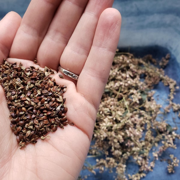 Japanese Indigo Seeds, Persicaria tinctoria - 250 seeds, harvested for 2024 planting