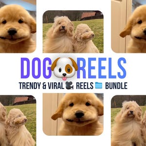 750+ Dogs Video Reels Download Instant | Dogs Reels for Instagram, TikTok and YouTube Shorts