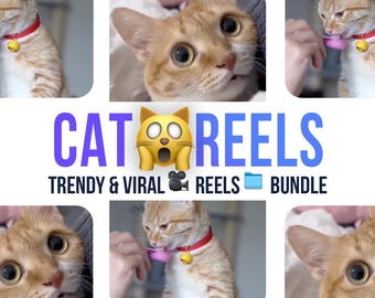 420+ Cats Video Reels Download Instant | Cats Reels for Instagram, TikTok and YouTube Shorts