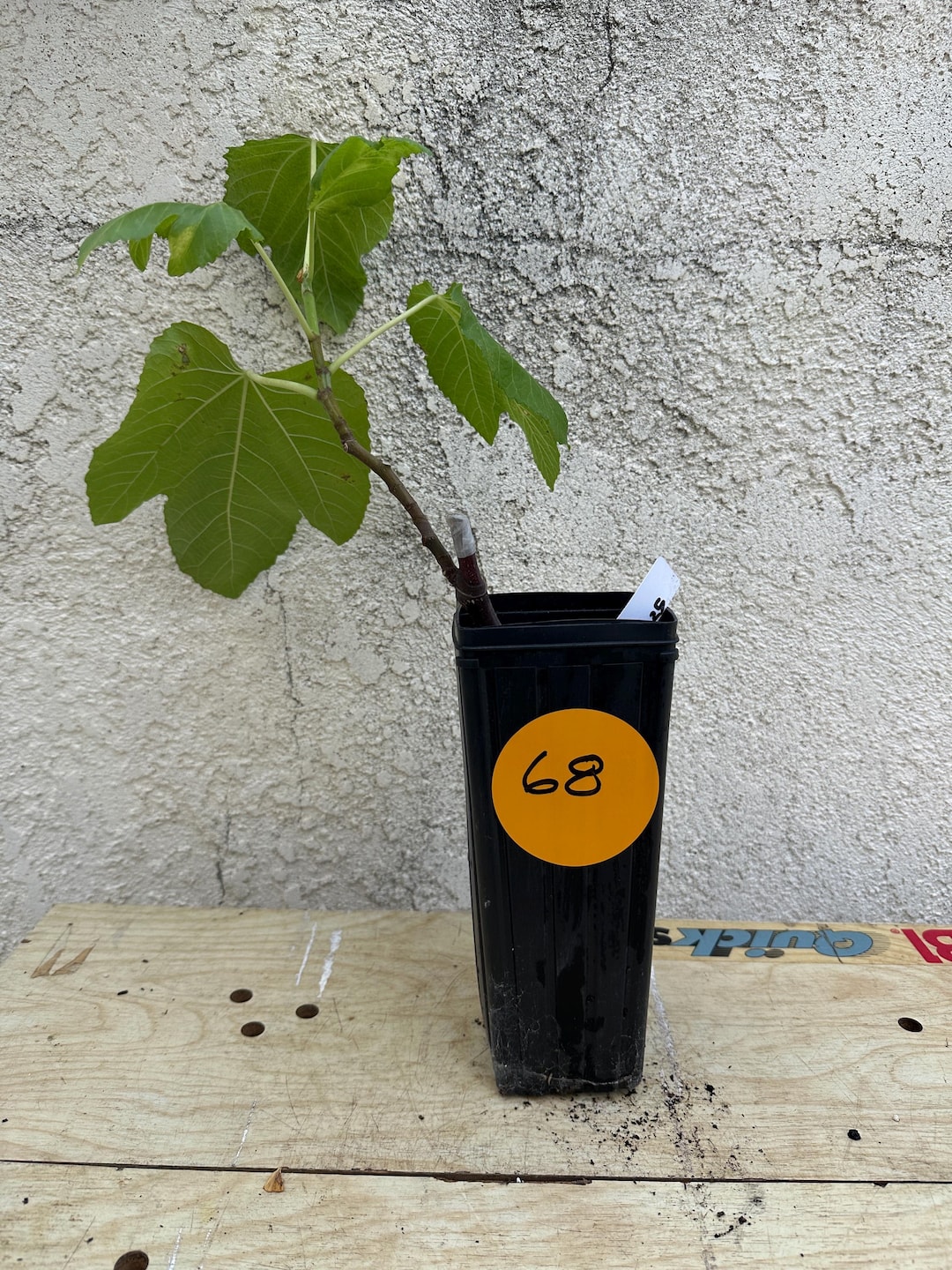 Colonel Root Colonel Littman’s Black Cross Bare Root Fig Tree 1 Gallon - Etsy