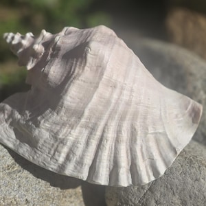 May include: A large, light-colored seashell with a spiral top and a wide, textured body. The shell is resting on a bed of gray rocks, with a blurred green background. The shell's surface has subtle, natural patterns.