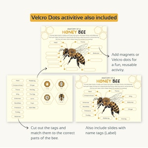 Puede incluir: Conjunto educativo que presenta la anatom&iacute;a de una abeja, con diagramas, etiquetas recortadas y puntos de velcro para el aprendizaje interactivo. El texto dice "Anatom&iacute;a de una abeja".