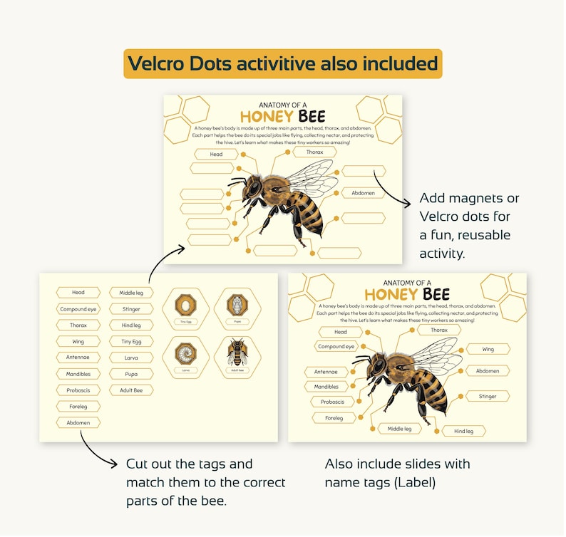 Puede incluir: Conjunto educativo que presenta la anatom&iacute;a de una abeja, con diagramas, etiquetas recortadas y puntos de velcro para el aprendizaje interactivo. El texto dice "Anatom&iacute;a de una abeja".