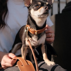Hundehalsband aus Leder | Doppelseitig, verstellbar, stark, langlebig | Stylisches Alltagshalsband für Hunde