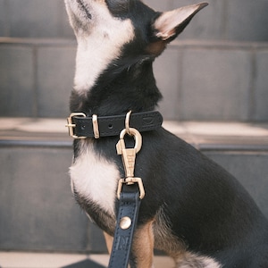 Leather Dog Collar | Double-sided, Adjustable, Strong, Durable | Stylish Everyday Collar for Dogs Black