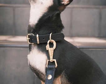Hundehalsband aus Leder | Doppelseitig, verstellbar, stark, langlebig | Stilvolles Alltagshalsband für Hunde Schwarz
