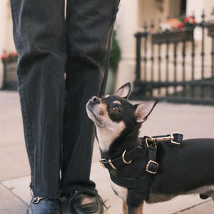 Adjustable Leather Dog Harness | Durable, Handmade Pet Harness | Comfortable Fit for Small to Large Dogs Black