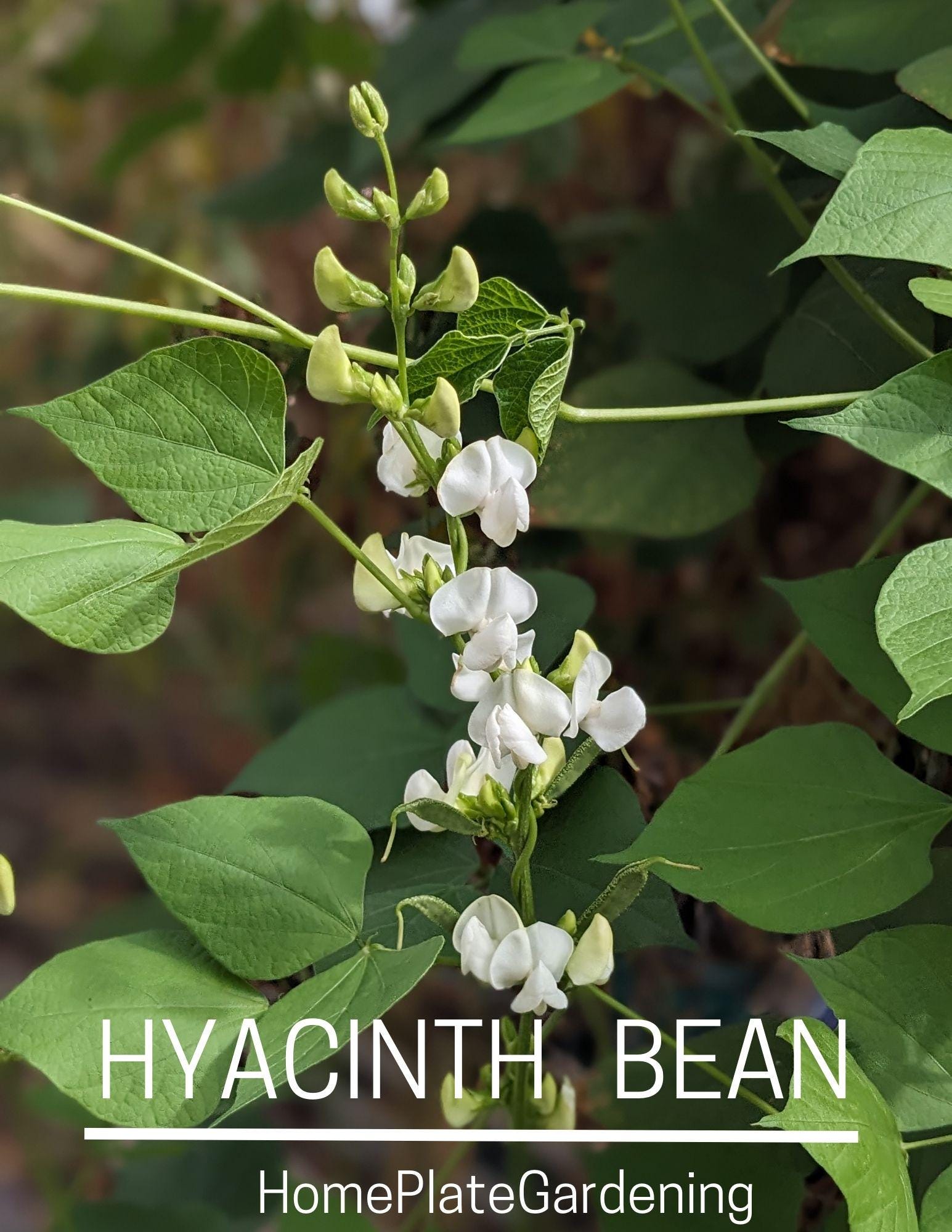White hyacinth bean seeds - 20 seeds