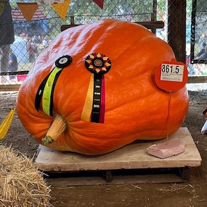 861.5 LBS Giant Atlantic Pumpkin Seeds