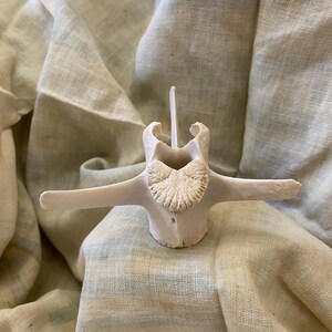 May include: A white bone with a starburst pattern on the top. The bone is on a white fabric background.