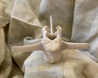 May include: A white bone with a starburst pattern on the top. The bone is on a white fabric background.