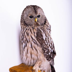 Peut inclure: Un hibou de l'Oural naturalisé au plumage tacheté de brun, de gris et de blanc, doté de grands yeux noirs et d'un bec jaune, perché sur une branche en bois brun doré texturé. Le hibou est représenté debout, ses serres agrippant le bois.