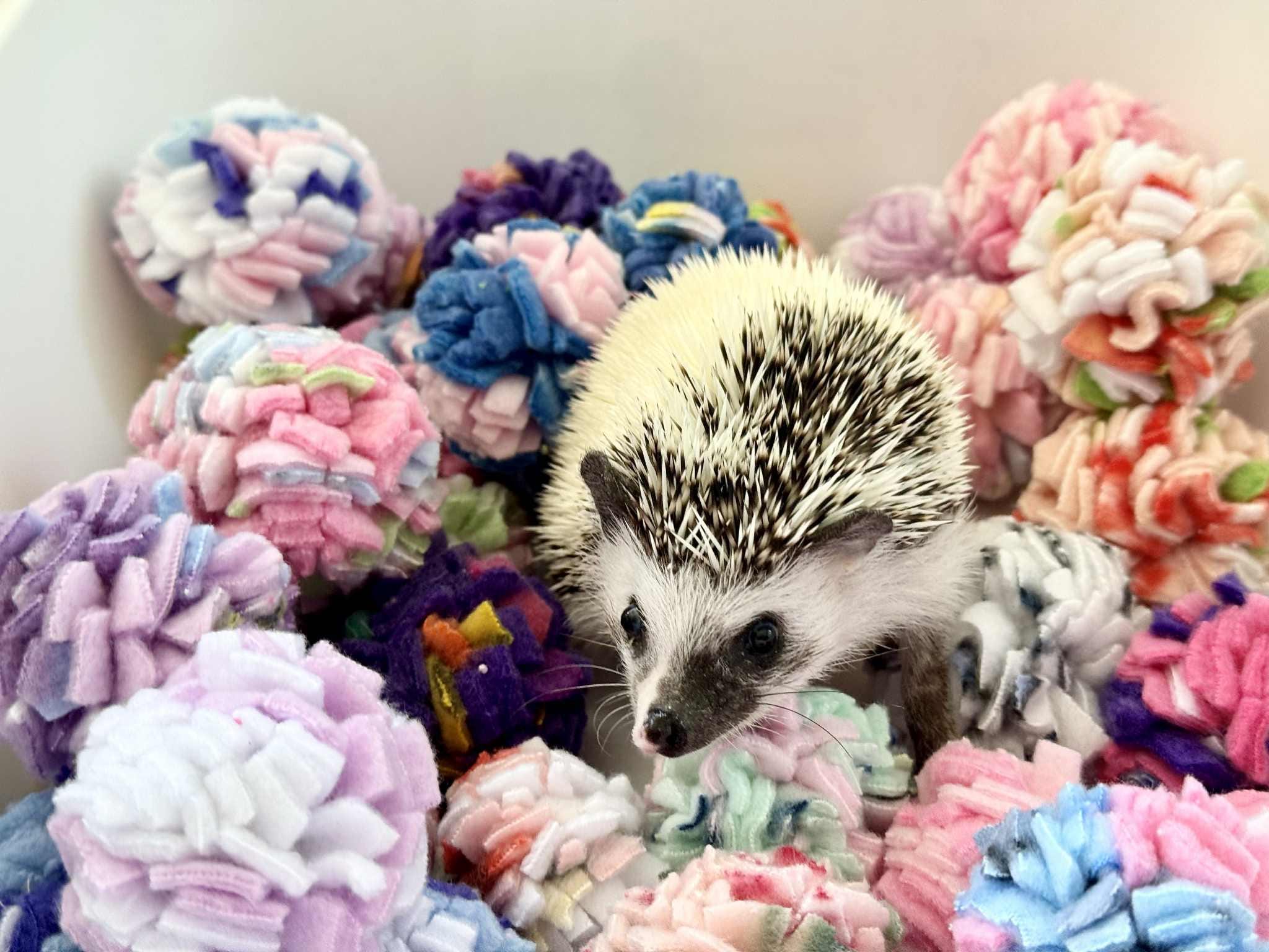 Buy Hedgehog Pom Poms Online In India India