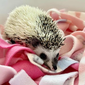 May include: A small hedgehog with a white and black spiky coat rests on a bed of pink and white fleece fabric. The hedgehog's face is grey and white, with small black eyes and a pink nose. The fleece is in various shades of pink.