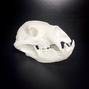 Cruelty free realistic black bear skull model 3d printed Life sized