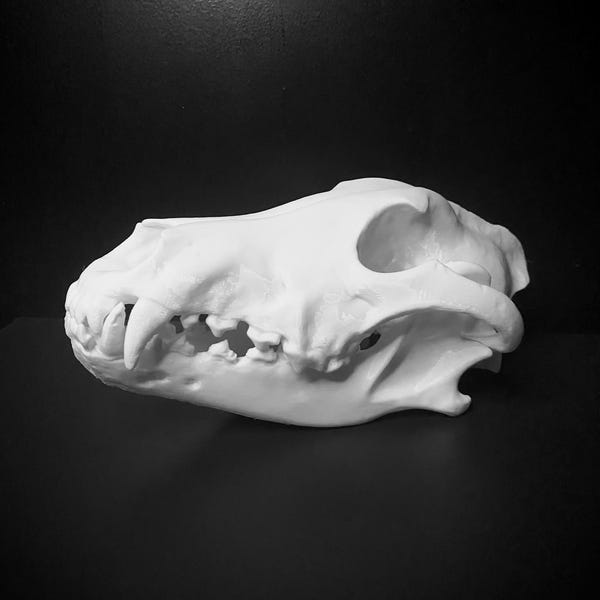 Cruelty free realistic grey wolf skull model 3d printed Life sized