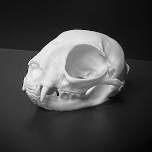 May include: A detailed, monochrome image of a cat skull. The skull is white, with visible eye sockets, nasal cavity, and teeth. The skull is positioned on a dark surface, creating a stark contrast. The image is well-lit, highlighting the intricate details of the skull.