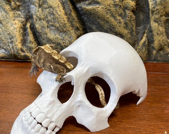 Reptile Terrarium Hide — Human Skull Cave for Geckos, Snakes, and Exotic Pets