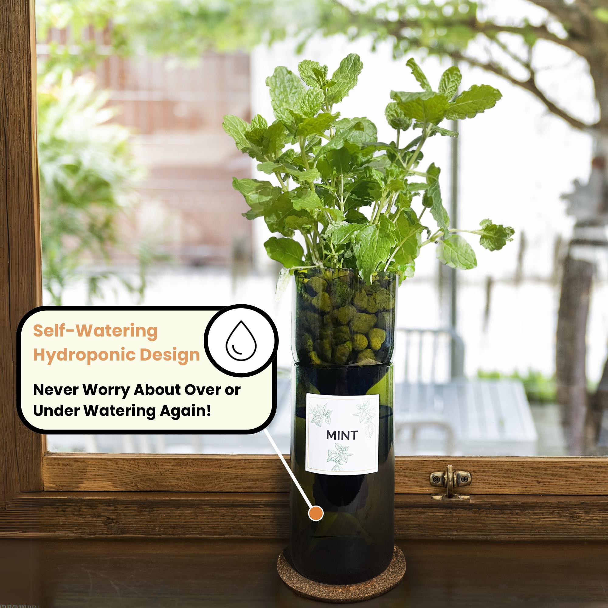 caring for an philodendron mamei 4 Philodendron mamei silver  Canopy Plant Co