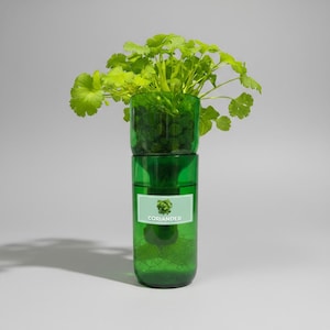 May include: A green glass planter with a coriander plant. The planter is made of two stacked cylindrical sections. The top section holds the plant, and the bottom section has a label that reads "Coriander". The coriander has bright green leaves.