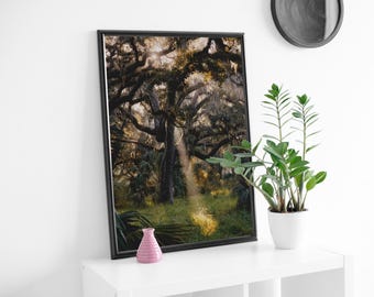 Spotlight Oak Nature Photography Print - Earthy Wall Art for Living Room or Office - Landscape Nature Fine Art Photo Print