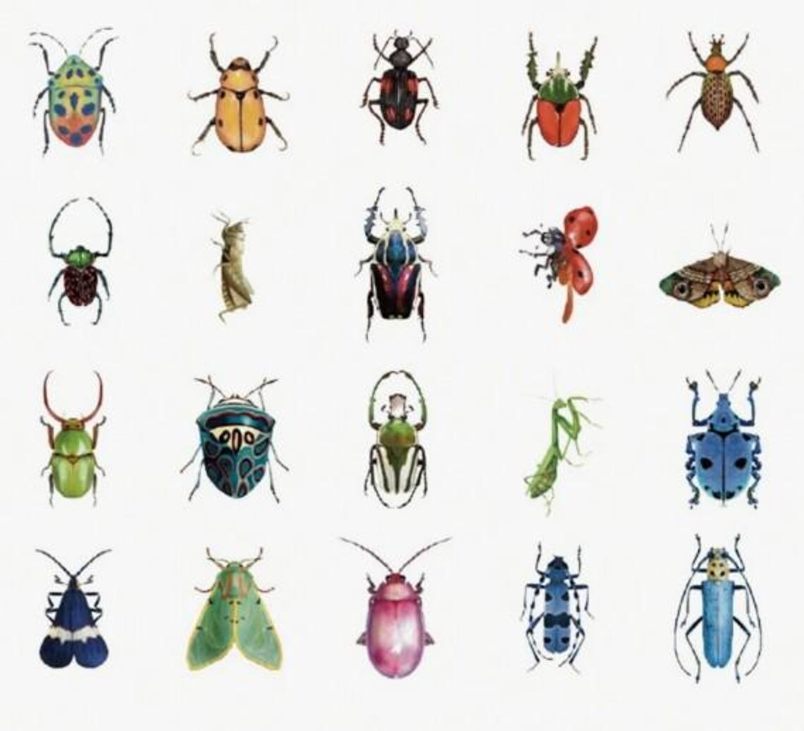 Clear Realistic Insect Stickers Pack, Large 2-4