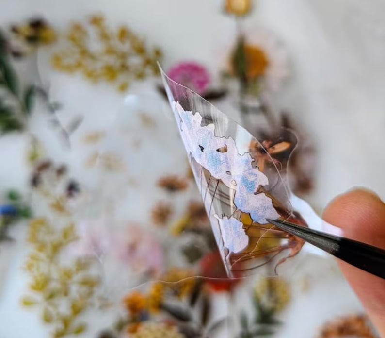 May include: A close-up of a transparent sticker with a butterfly wing design. The wing features light blue and brown watercolor-style details. The sticker is held by tweezers, with a blurred background of dried flowers.