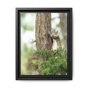 May include: A framed canvas print showing a squirrel on a tree. The squirrel, with brown and grey fur, is grasping the brown, textured trunk. Green foliage surrounds the squirrel, with a blurred green backdrop.